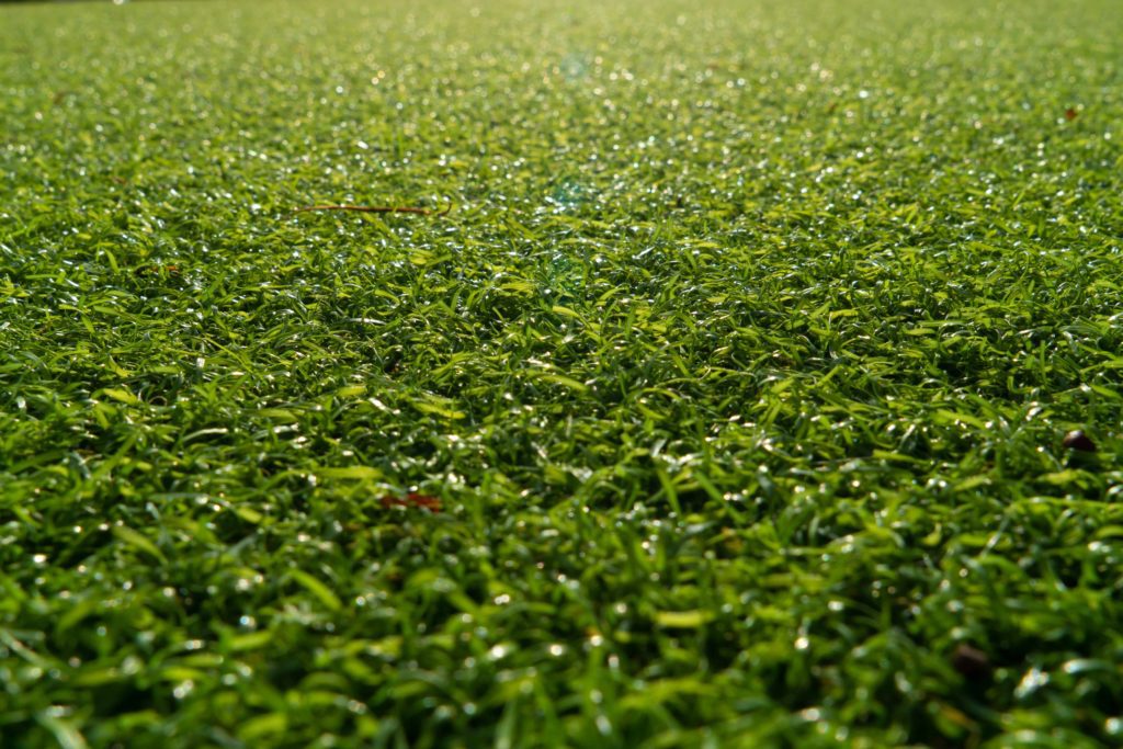 artificial grass texture, a close up shot of grass